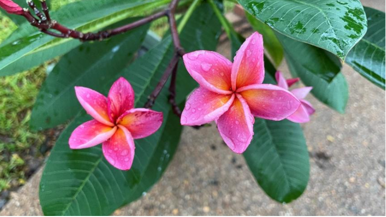 flowers